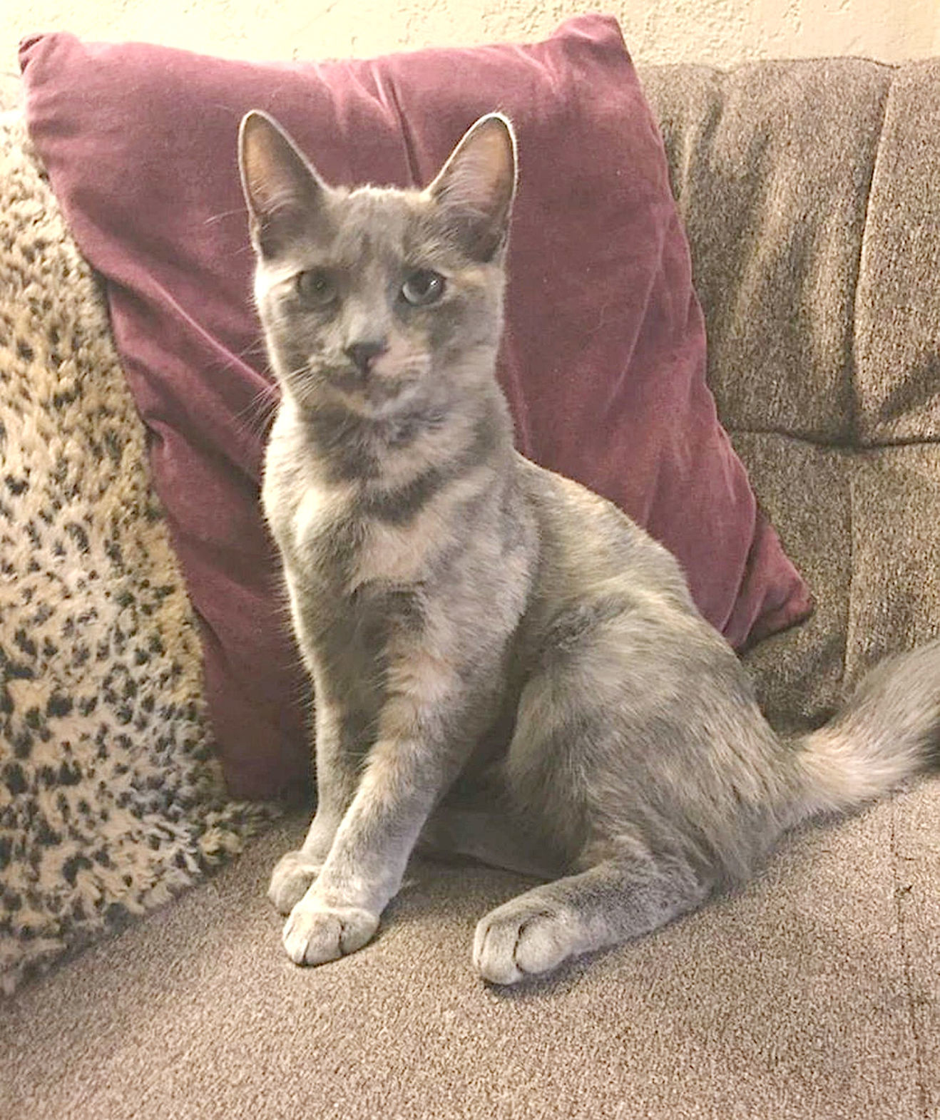 Adopt a Pet | Lydia